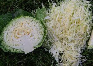 nasiona kapusty cabbice