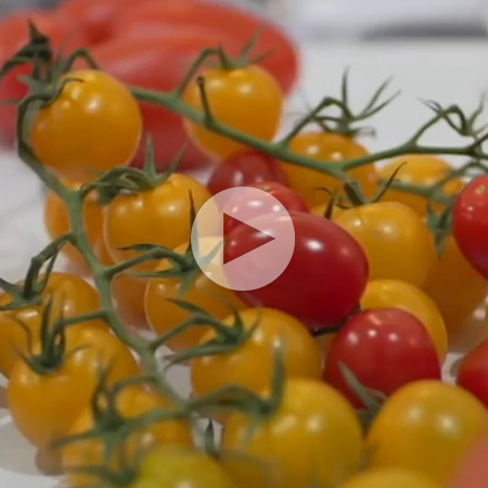 Dlaczego pomidory z firmy Hazera?