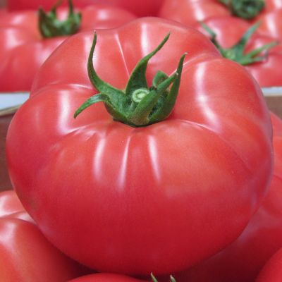 Pomidor Rapanui – inauguracja zbiorów