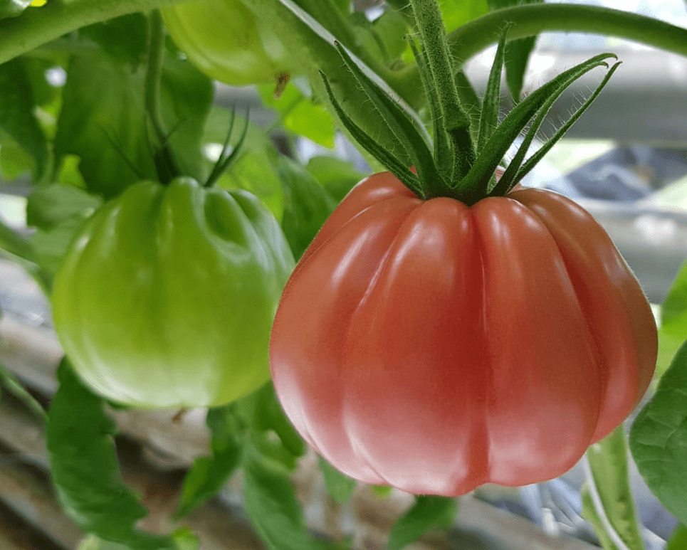 Rosamunda – pomidor, który potrafi się odwdzięczyć