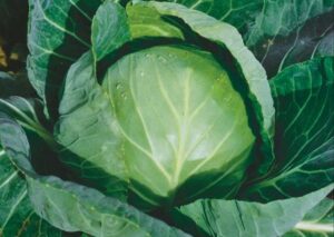 nasiona kapusty bourbon