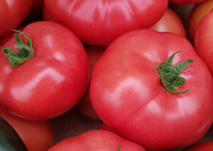 nasiona pomidora loara