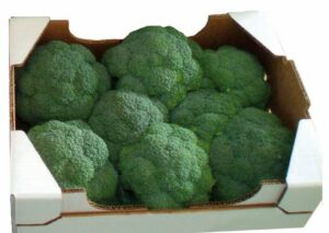 Sirtaki-brokuł-hazera