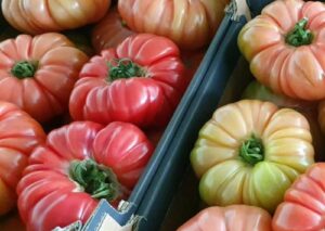 nasiona pomidora buffalopink