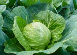 nasiona kapusty constable