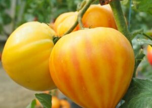 nasiona pomidora Gourmansun