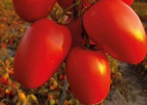Pomidor gruntowy Peroro