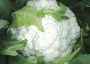 nasiona kalafiora Raft