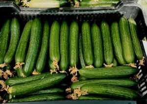 Ogórek szklarniowy Nikodem