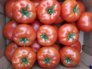 pomidor-szklarniowy-Beef-Bang-Hazera