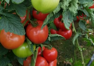 nasiona pomidora honeylily