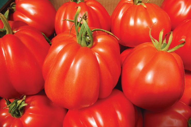 pomidor-tunelowy-corazon-hazera