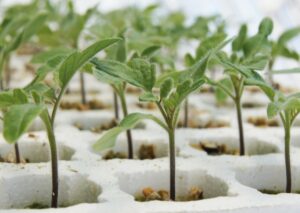 podkladka-protector-hazera