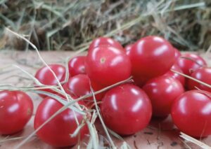 nasiona pomidora clavellina