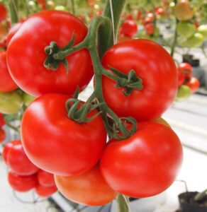 pomidor-czerwony-Tamaris-Hazera