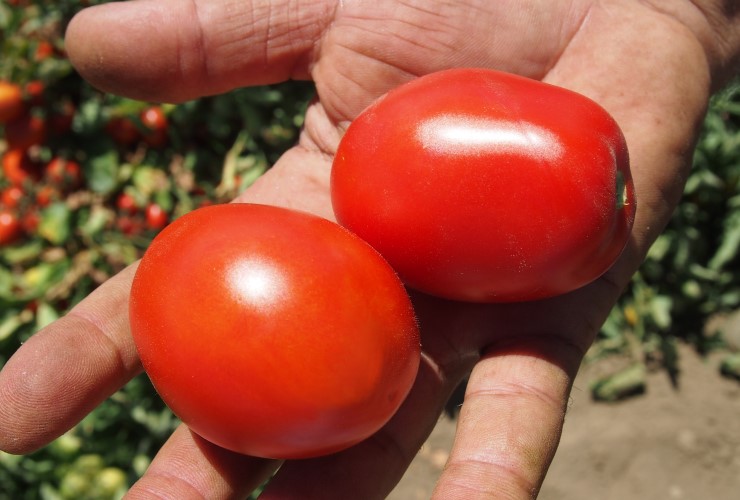 pomidor-gruntowy-Zeplin-hazera