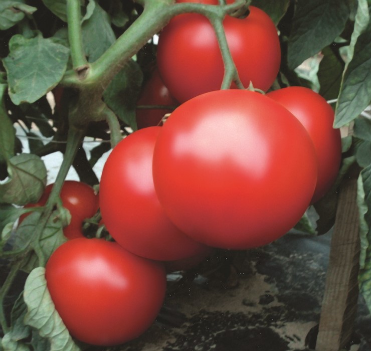 pomidor-gruntowy-rediana-hazera