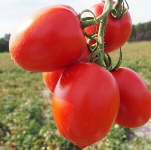 pomidor-gruntowy-vaquero-hazera