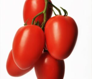pomidor-wydłużony-Tucano-hazera