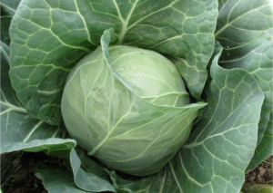 nasiona kapusty magnus cresco