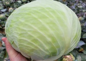 nasiona kapusty tyson