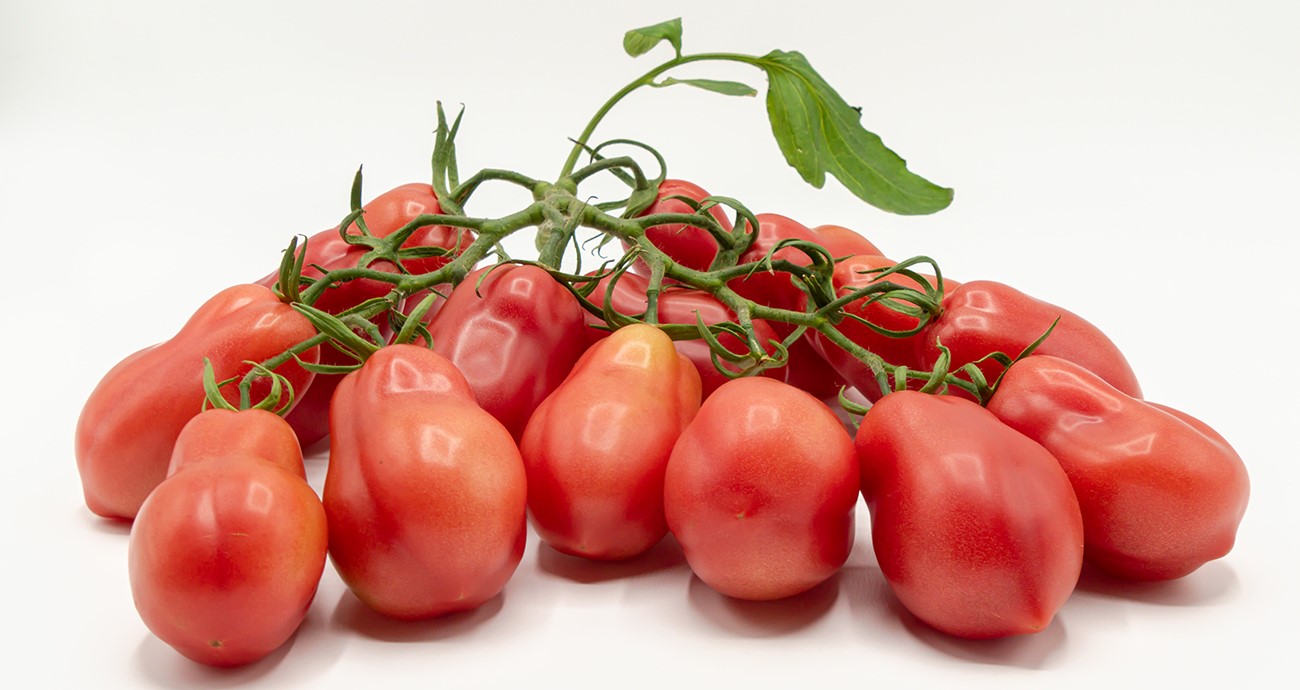 Hazera-Pomidor-Baby-Munda-1300px