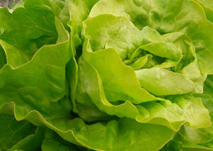 Ouistiti-sałata-masłowa-vilmorin-hazera