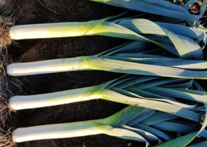 stromboli-por-hazera