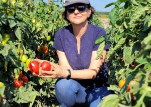 naisona pomidora vistula