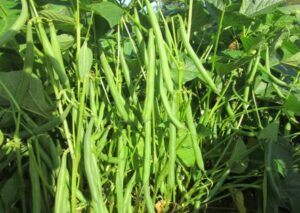 Fasola-Deezer-Hazera