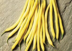 Fruidor-fasola-hazera