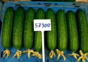 Nikoletta-ogórek-hazera