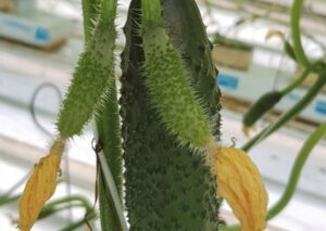 Ninja-ogórek-hazera