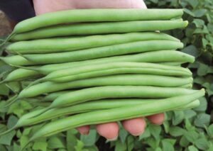 santander-fasola-hazera