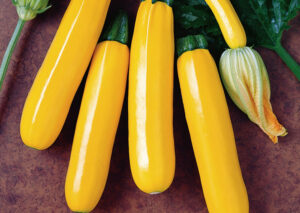 Orelia-cukinia-hazera