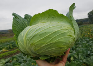 nasiona kapusty callaway