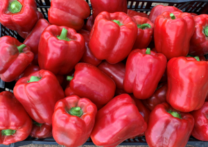 papryka-muretta-hazera