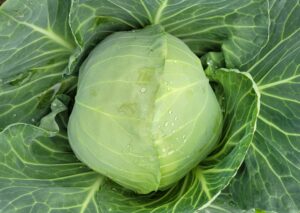 nasiona kapusty cavallo