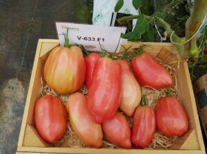V633-(Cornarose)-pomidor-hazera