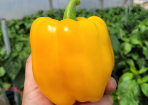 papryka-insignia-hazera