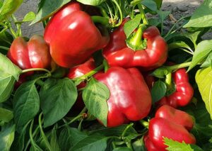 papryka-captain-hmc-571996 (2)-min