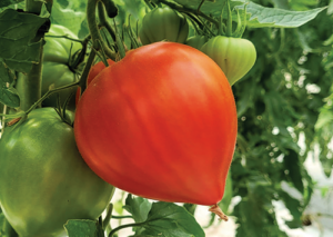 nasiona pomidora dossimo