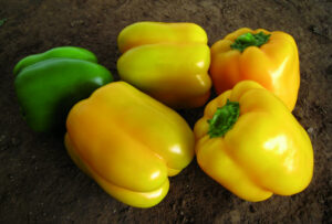 papryka solanor f1