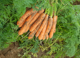 Odmiany marchwi