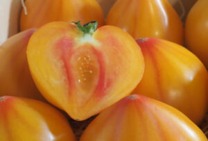 odmiana pomidora flamansun