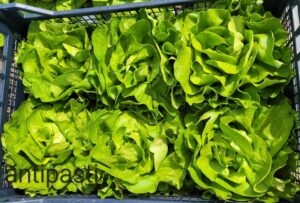 Odmiana sałaty masłowej Antipasti