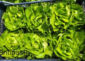 Odmiana sałaty masłowej Antipasti