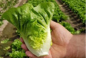 Odmiana sałaty mini rzymskiej Bambera