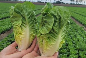 Odmiana sałaty mini rzymskiej Carimbo