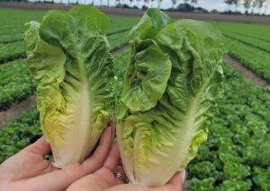 Odmiana sałaty mini rzymskiej Carimbo